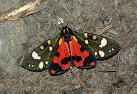 Attēlu rezultāti vaicājumam “Callimorpha dominula”