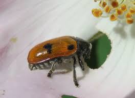 Attēlu rezultāti vaicājumam “Clytra quadripunctata”