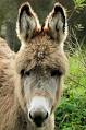 Donkey - Wikipedia, the free encyclopedia