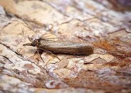 Attēlu rezultāti vaicājumam “Hypochalcia ahenella”