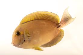 Image result for Acanthurus xanthopterus