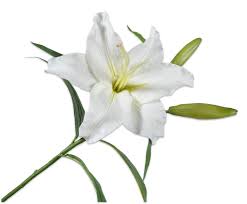 Image result for Lilie