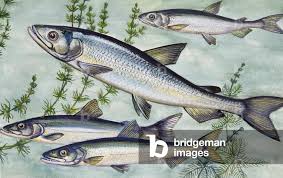 Image result for Osmerus eperlanus