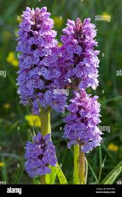 Attēlu rezultāti vaicājumam “Dactylorhiza russowii bud”