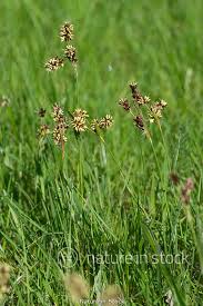 Attēlu rezultāti vaicājumam “Luzula campestris”