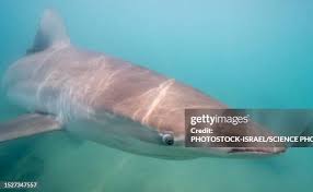 Image result for Carcharhinus obscurus