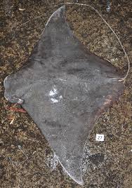 Image result for Rhinoptera brasiliensis