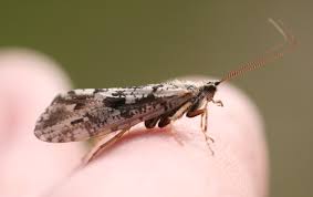 Attēlu rezultāti vaicājumam “Phryganeidae”