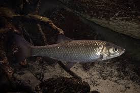 Image result for Squalius cephalus cavedanus