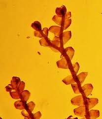 Attēlu rezultāti vaicājumam “Chiloscyphus polyanthos”