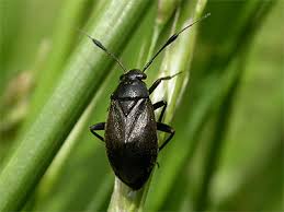 Attēlu rezultāti vaicājumam “Capsus ater”