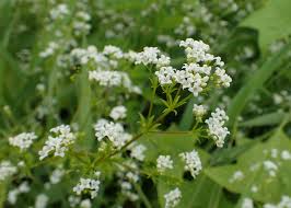 Attēlu rezultāti vaicājumam “Galium rivale leaf”