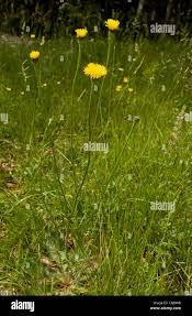 Attēlu rezultāti vaicājumam “Hypochaeris maculata leaf”