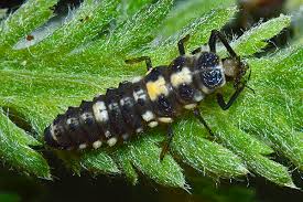 Attēlu rezultāti vaicājumam “Macrosiphoniella millefolii”