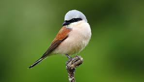 Attēlu rezultāti vaicājumam “Lanius collurio”