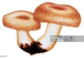 Attēlu rezultāti vaicājumam “Lactarius torminosus”