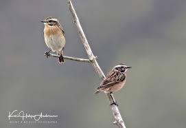 Attēlu rezultāti vaicājumam “Saxicola rubetra adult”