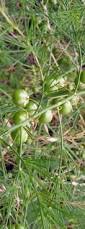 Attēlu rezultāti vaicājumam “Asparagus officinalis fruit”