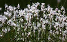 Attēlu rezultāti vaicājumam “Trichophorum alpinum”