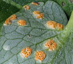 Attēlu rezultāti vaicājumam “Uromyces dactylidis”