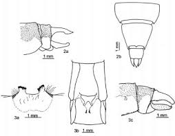 Attēlu rezultāti vaicājumam “Gomphus flavipes”