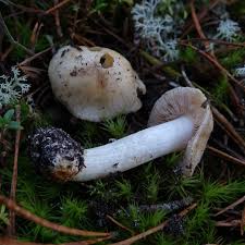 Attēlu rezultāti vaicājumam “Sarcoporia polyspora”