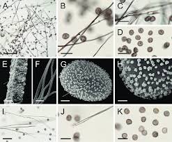 Attēlu rezultāti vaicājumam “Diderma radiatum plasmodium”