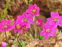 Attēlu rezultāti vaicājumam “Hepatica nobilis flower”