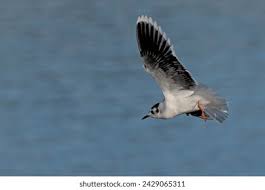 Attēlu rezultāti vaicājumam “Larus minutus”