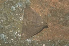 Attēlu rezultāti vaicājumam “Zanclognatha tarsipennalis”