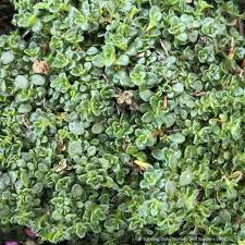 Attēlu rezultāti vaicājumam “Thymus serpyllum”