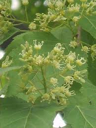 Attēlu rezultāti vaicājumam “Acer tataricum subsp. ginnala flower”