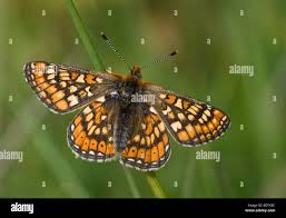 Attēlu rezultāti vaicājumam “Euphydrias aurinia underside”