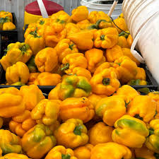 Afbeeldingsresultaat voor topepo giallo sweet pepper