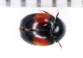 Attēlu rezultāti vaicājumam “Dermestidae”