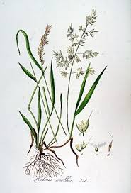 Attēlu rezultāti vaicājumam “Holcus mollis”