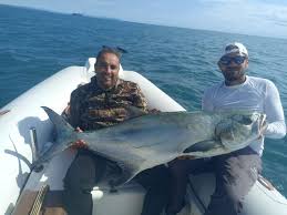 Image result for Lichia amia