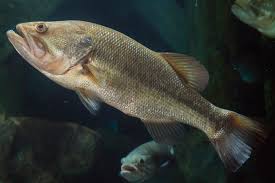 Image result for Micropterus