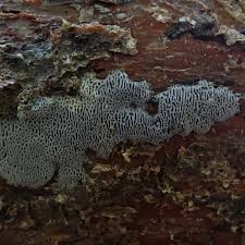 Attēlu rezultāti vaicājumam “Anomoporia bombycina”