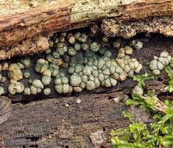 Attēlu rezultāti vaicājumam “Hypocrea gelatinosa”