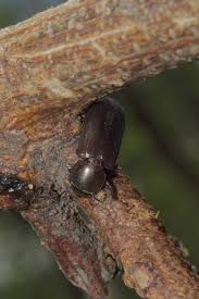 Attēlu rezultāti vaicājumam “Trogossitidae”