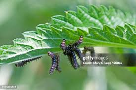 Attēlu rezultāti vaicājumam “Araschnia levana larva”