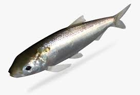 Image result for Alosa alabamae