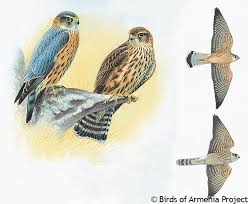 Image result for Falco columbarius
