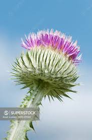 Image result for Onopordum acanthium