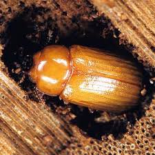 Attēlu rezultāti vaicājumam “Bolitophagus reticulatus imago”