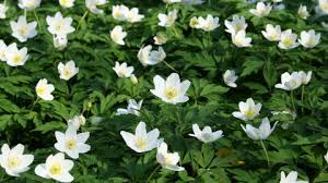 Image result for Buschwindröschen