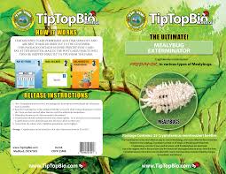 Image result for Cryptolaemus