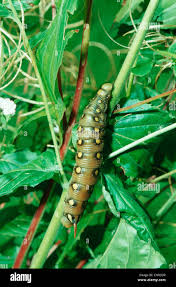 Attēlu rezultāti vaicājumam “Geocrypta galii larva”