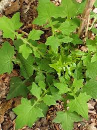 Attēlu rezultāti vaicājumam “Mycelis muralis leaf”